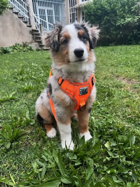 Onde Canine Education - éducateur comportementaliste canin secteur plaine du forez - photo 2
