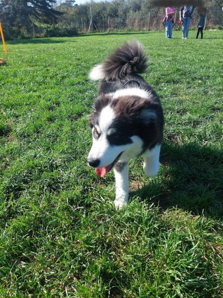 Onde Canine Education - éducateur comportementaliste canin secteur plaine du forez - photo 3