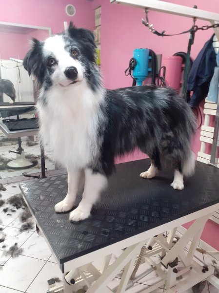 Au Chien Coquet | Toilettage canin