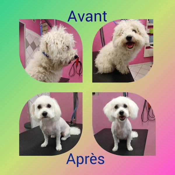 Au Chien Coquet | Toilettage canin - photo 2