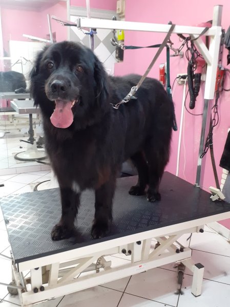 Au Chien Coquet | Toilettage canin - photo 3