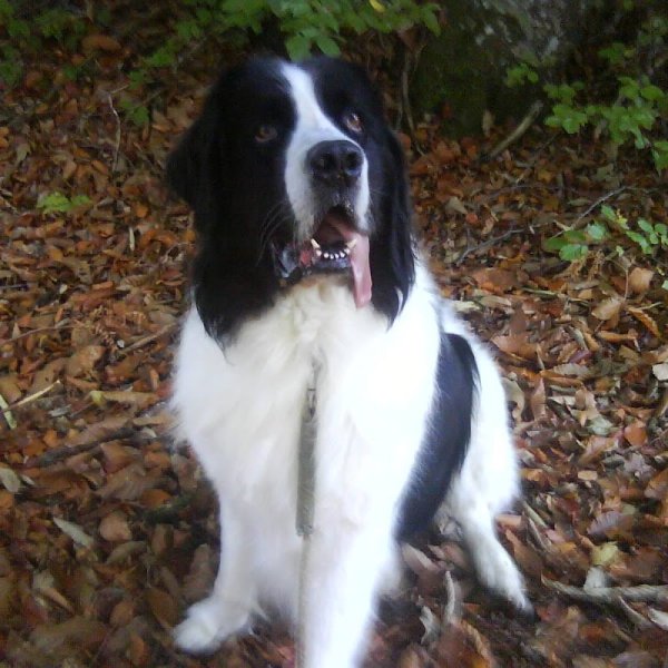 Julia Coach Canin - photo 1