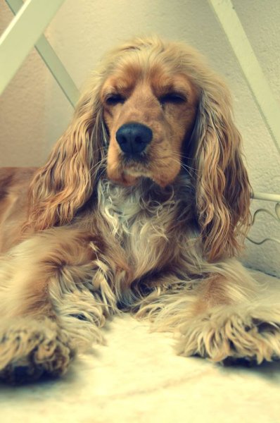 Julia Coach Canin - photo 3