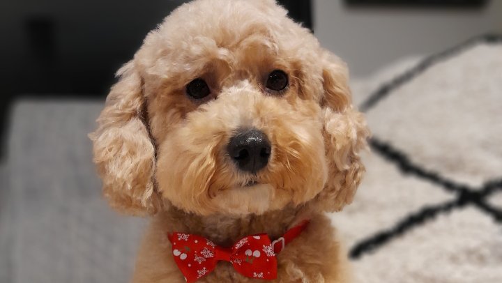 Galland Sandrine Toilettage DOG ANGELS - photo 1