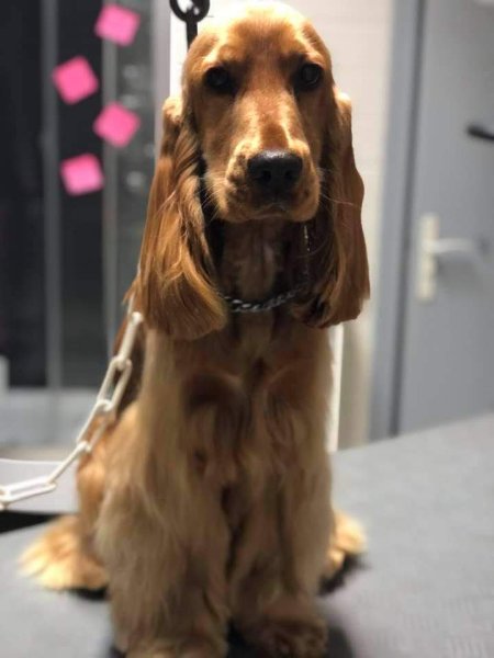 Galland Sandrine Toilettage DOG ANGELS - photo 2