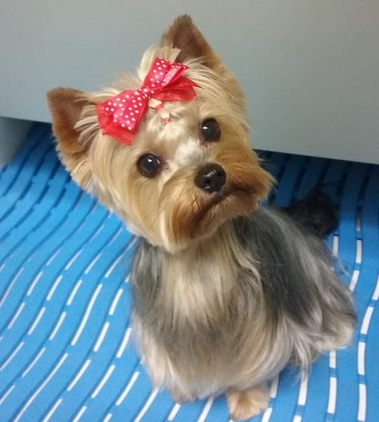 Galland Sandrine Toilettage DOG ANGELS - photo 3