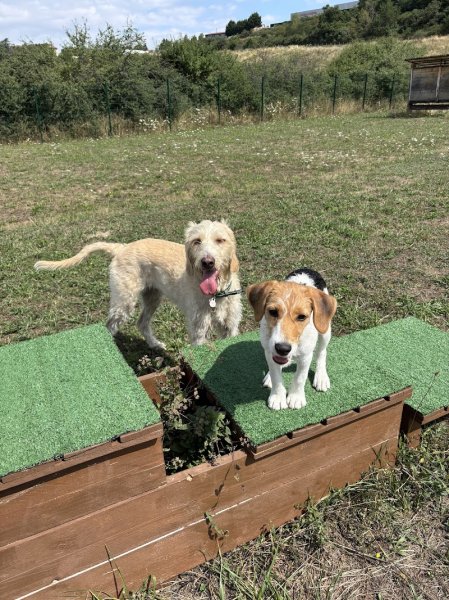 Doggy Parc 42 - photo 2