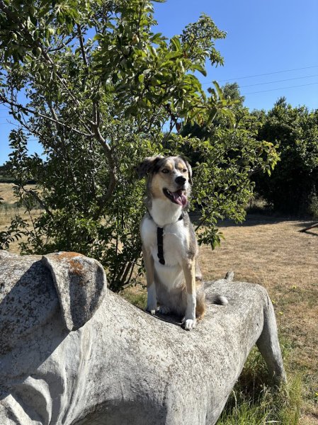 Doggy Parc 42 - photo 3