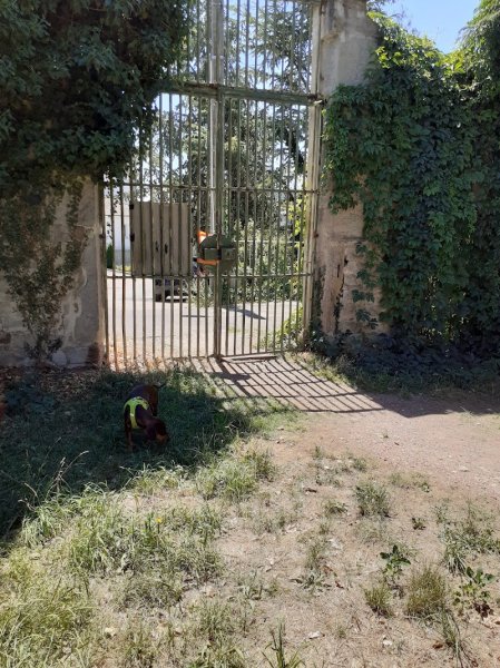 Forêt des chiens - photo 1