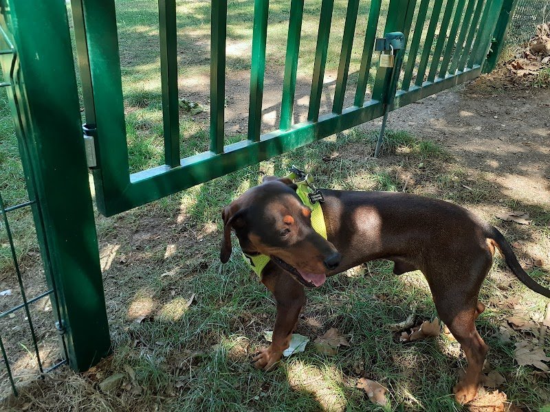 Forêt des chiens - photo 2