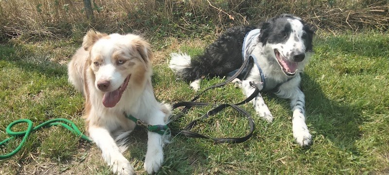 Club des Amis du Chien du Forez - CACDF - photo 2