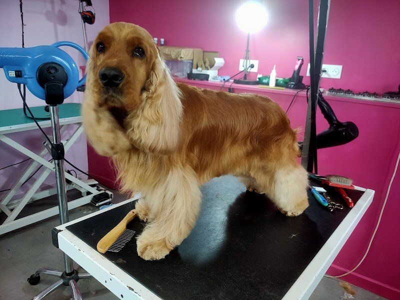 CATH'PATTES - Toilettage canin Loire 42 - photo 2