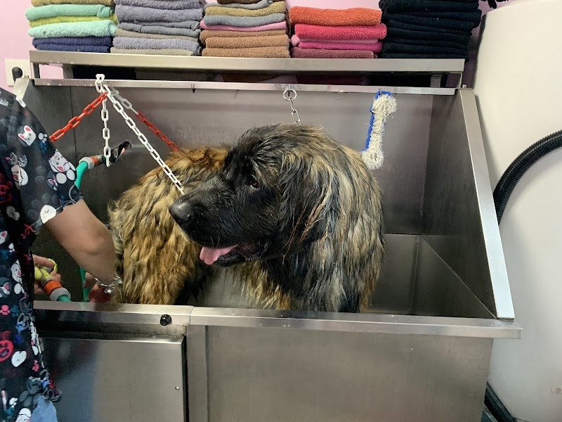 CATH'PATTES - Toilettage canin Loire 42 - photo 3