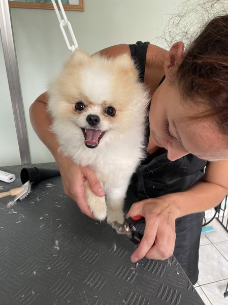 Dog institut et cie - photo 2