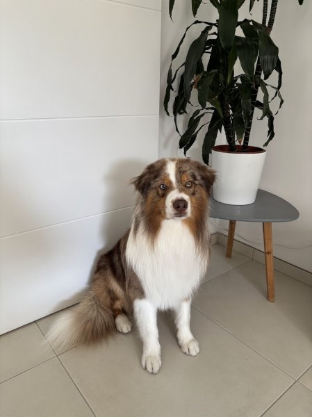 Dog institut et cie - photo 3