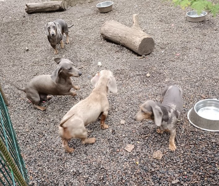 Elevage de Chien - Le Vert Logis - photo 1