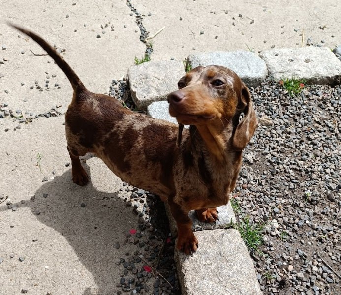 Elevage de Chien - Le Vert Logis - photo 2