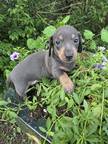 Elevage de Chien - Le Vert Logis - photo 3