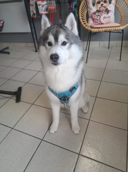 Au Chien Coquet - photo 1