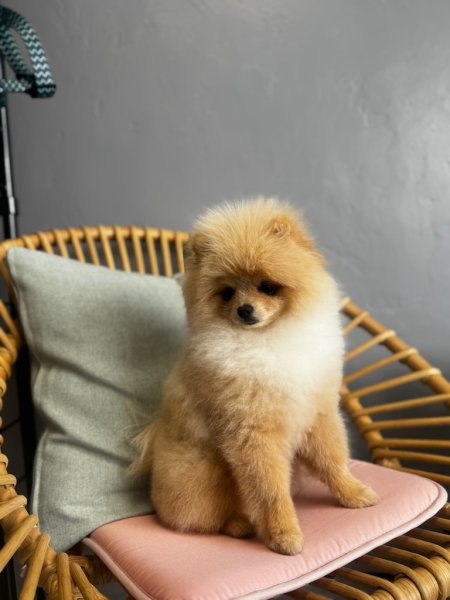 Au Chien Coquet - photo 2