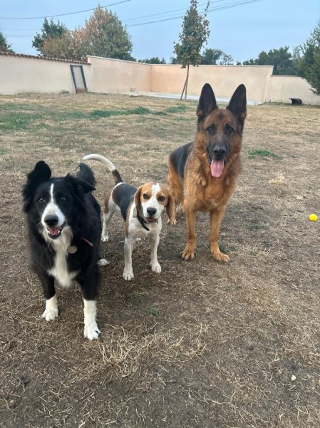 Pension canine du forez - photo 1