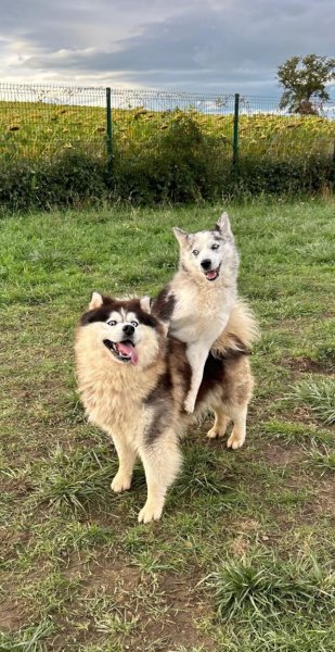 Pension canine du forez - photo 2