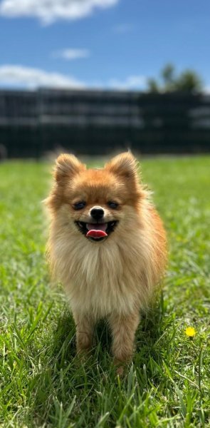 Pension canine du forez - photo 3