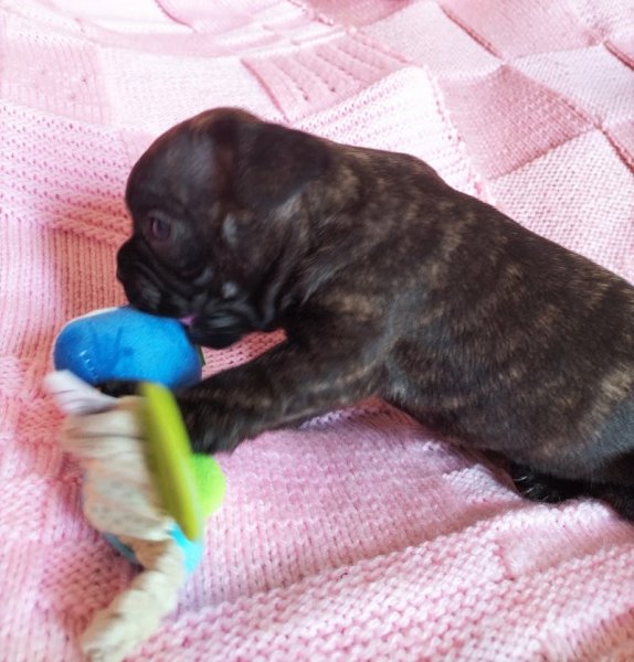 Elevage canin La Rose d'Autrefois - photo 1