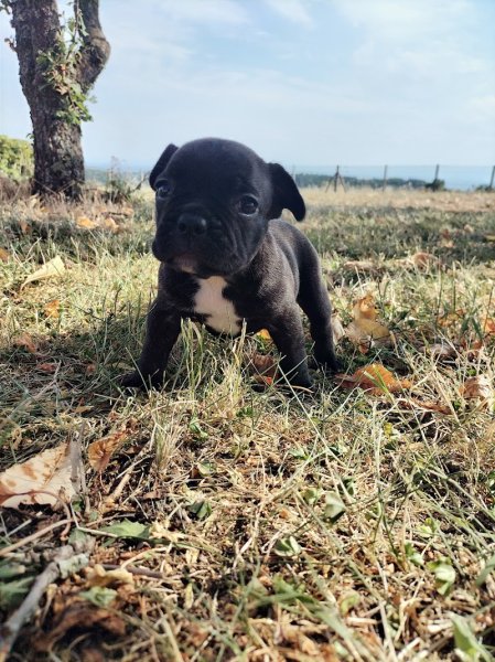 Elevage canin La Rose d'Autrefois - photo 2