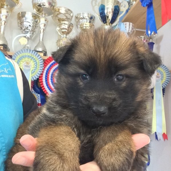 Elevage canin La Rose d'Autrefois - photo 3