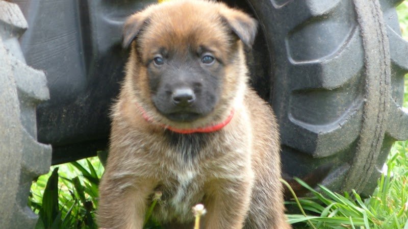 Élevage canin du Domaine d'isengarde (Berger belge malinois) - photo 1
