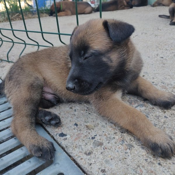 Élevage canin du Domaine d'isengarde (Berger belge malinois) - photo 2