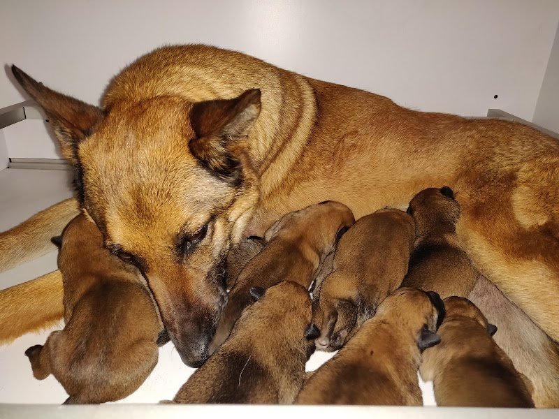 Élevage canin du Domaine d'isengarde (Berger belge malinois) - photo 3