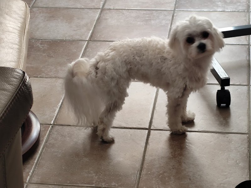 E'pilat'chien - photo 1