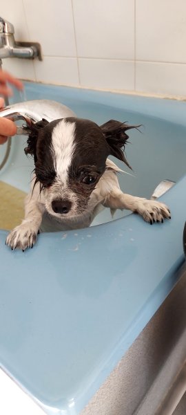 E'pilat'chien - photo 3