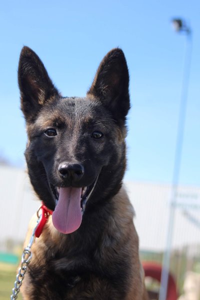 Éducation Canine - Châteauneuf en Thymerais - photo 1