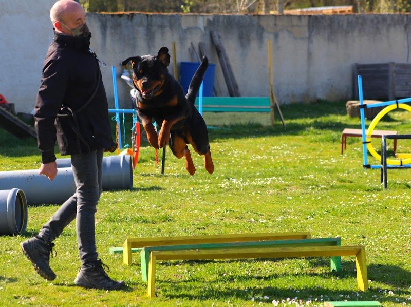 Éducation Canine - Châteauneuf en Thymerais - photo 2