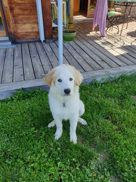 DOG'N COOL 74 - photo 1