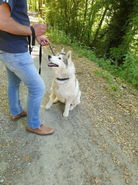 DOG'N COOL 74 - photo 2