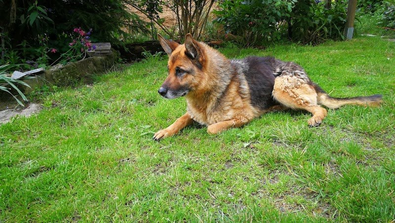 Formule Canine - photo 3