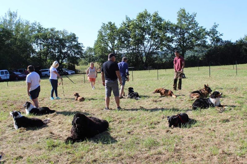 Club Canin Iconien - photo 1