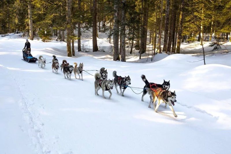 A Pas de Loups - Activités de traction canine - Balade chiens de traîneau, cani-balade, balade en kart