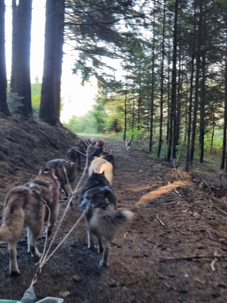 A Pas de Loups - Activités de traction canine - Balade chiens de traîneau, cani-balade, balade en kart - photo 2