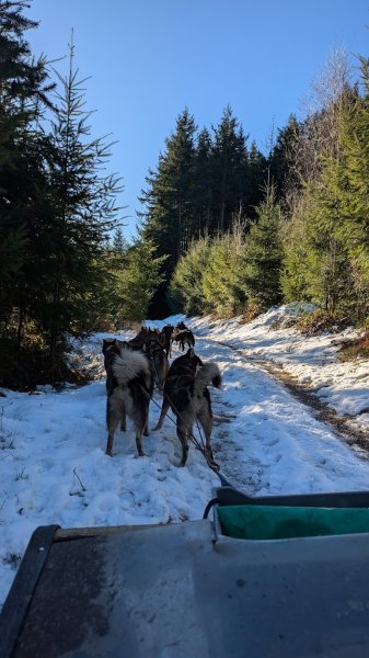 A Pas de Loups - Activités de traction canine - Balade chiens de traîneau, cani-balade, balade en kart - photo 3