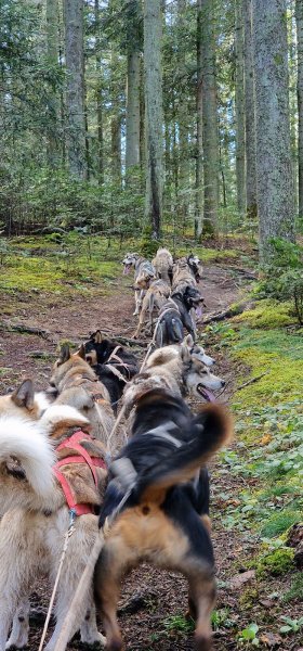 Nom d'un chien - chien de traineau - photo 1