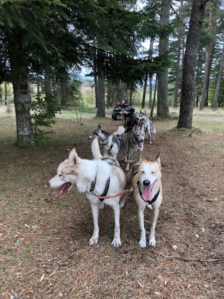 Nom d'un chien - chien de traineau - photo 2