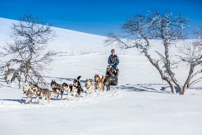 Nom d'un chien - chien de traineau - photo 3