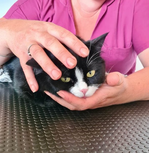 Ostéopathe équin, canin, félin - Mélanie Girard-Tholot - photo 2