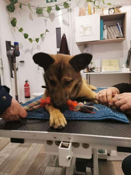 Ostéopathe équin, canin, félin - Mélanie Girard-Tholot - photo 3