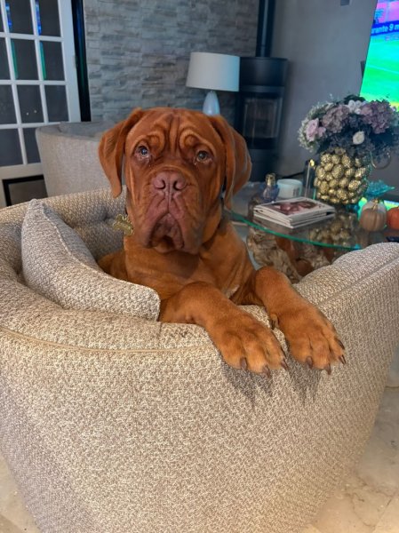 Elevage de Dogue de Bordeaux Des Legendes de Newver - photo 1